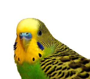 Budgie