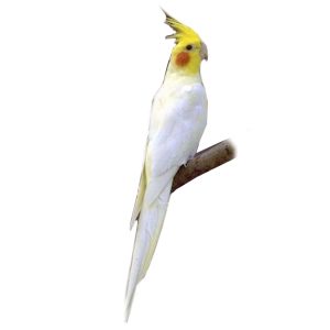 Parakeet & Cockatiel