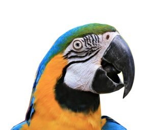 Parrot