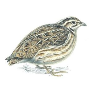 Quail