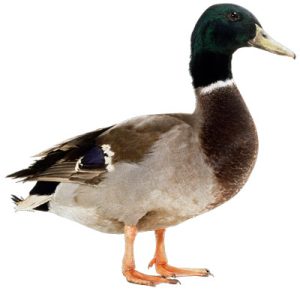 Waterfowl