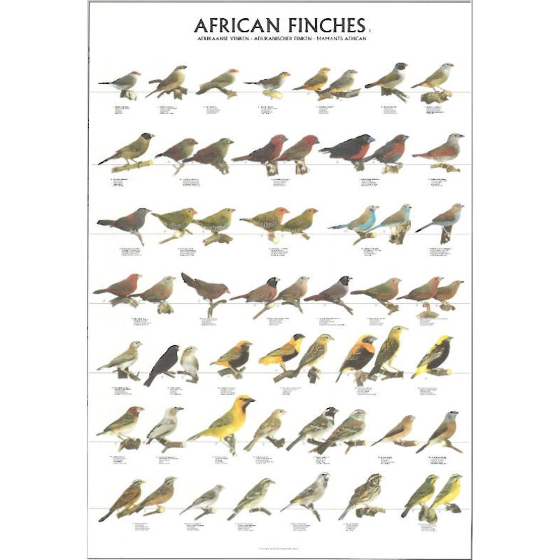 African Finches Bird Poster - Ideal Gift & for Birdrooms