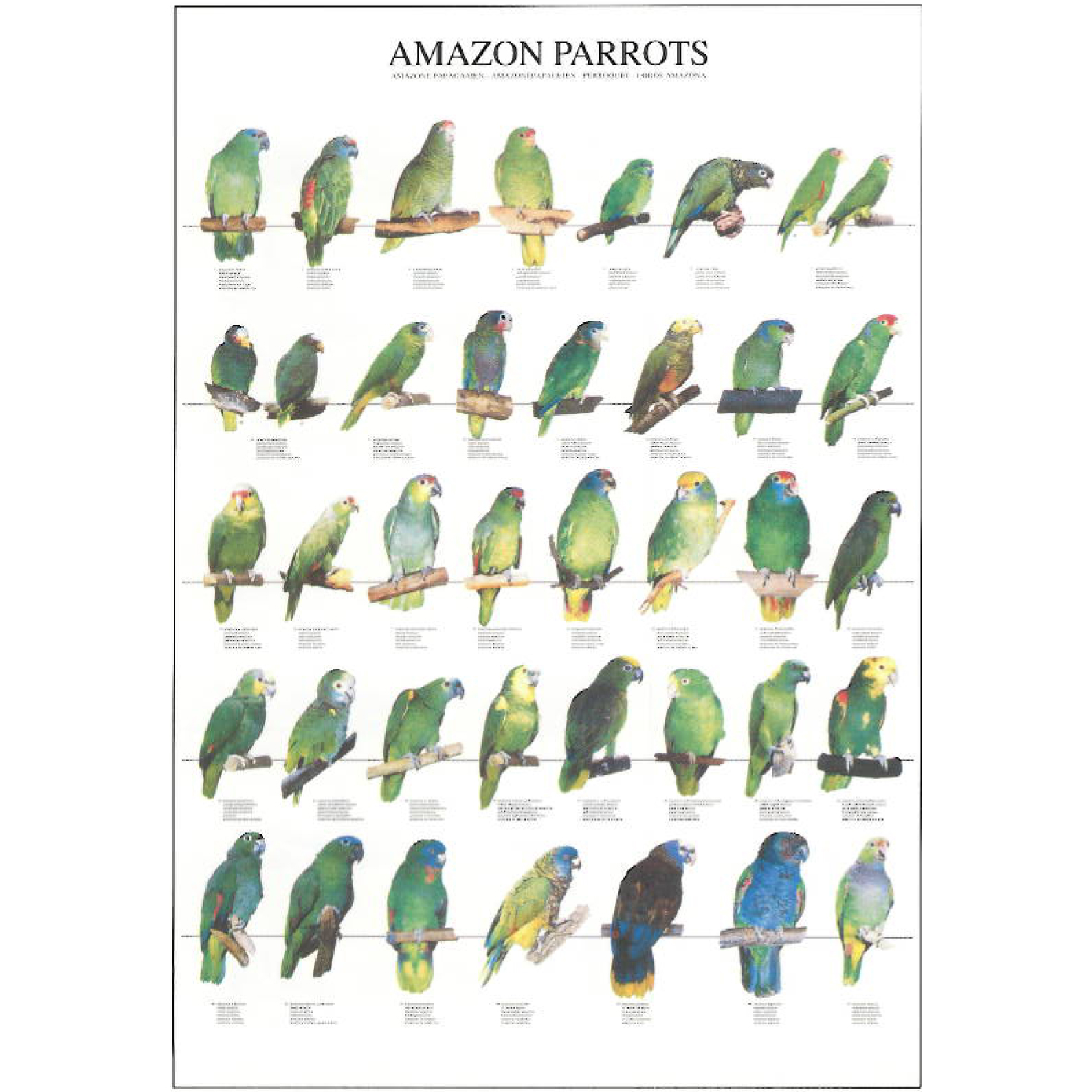 Parrot Poster 