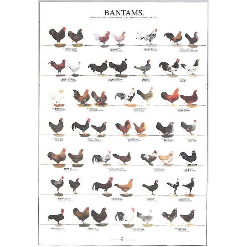 Bantams Chickens Bird Poster - Ideal Gift & for Birdrooms