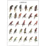 Loriinae Bird Poster - Ideal Gift & for Birdrooms