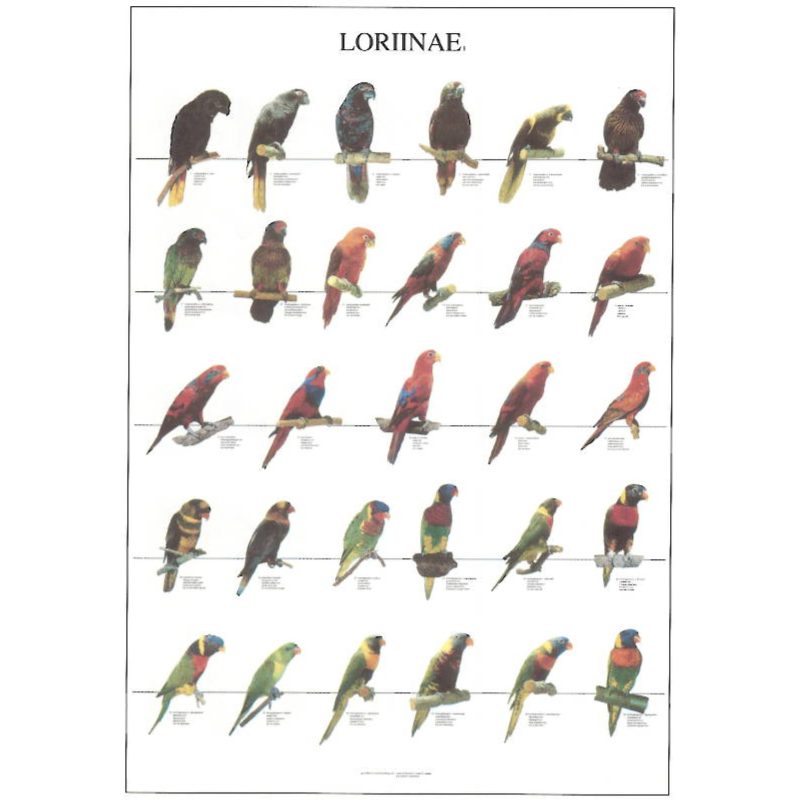 Loriinae Bird Poster - Ideal Gift & for Birdrooms