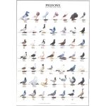 Pigeons / Pigeons & Doves Bird Poster - Ideal Gift & for Birdrooms