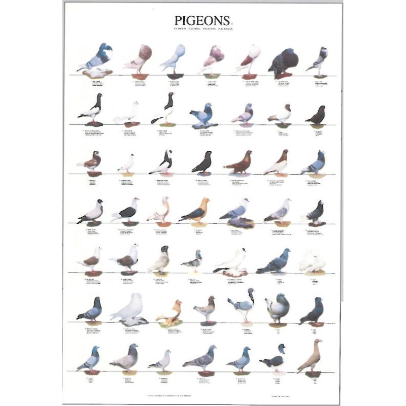 Pigeons / Pigeons & Doves Bird Poster - Ideal Gift & for Birdrooms